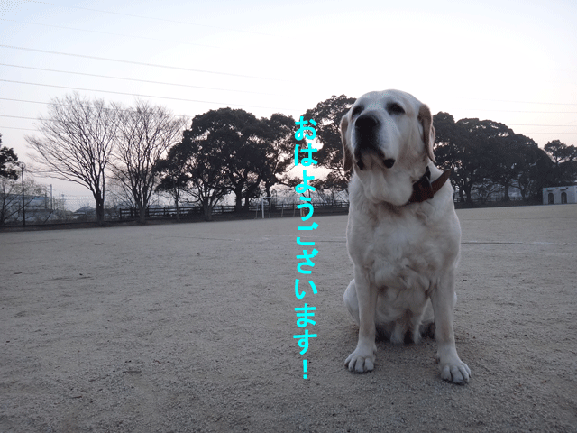 株式会社日食　愛犬ナナ　ゴールデン　ラブラドール　レトリバー　散歩