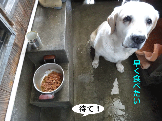 株式会社日食　愛犬ナナ　ゴールデン　ラブラドール　レトリバー　朝ごはん