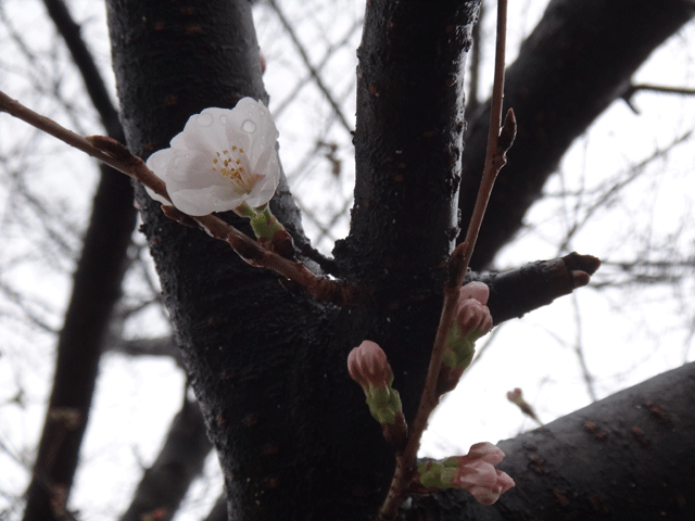 株式会社日食　福岡県糟屋郡糟屋町　駕与丁公園　桜　ソメイヨシノ