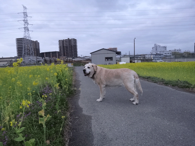 株式会社日食　愛犬ナナ　ゴールデン　ラブラドール　レトリバー　散歩