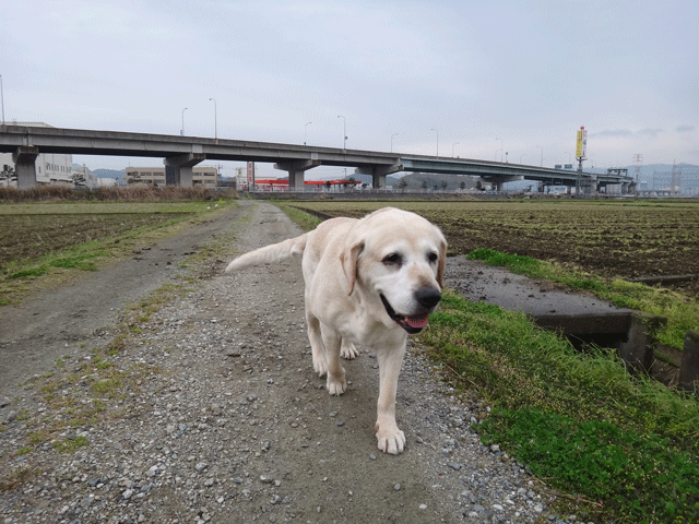 株式会社日食　愛犬ナナ　ゴールデン　ラブラドール　レトリバー　散歩