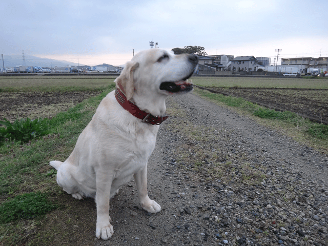 株式会社日食　愛犬ナナ　ゴールデン　ラブラドール　レトリバー　散歩