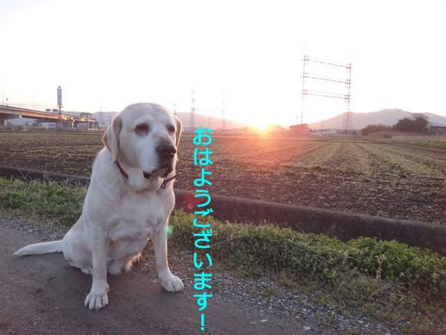 株式会社日食　愛犬ナナ　ゴールデン　ラブラドール　レトリバー　散歩