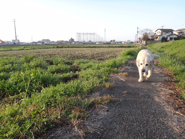 株式会社日食　愛犬ナナ　ゴールデン　ラブラドール　レトリバー　散歩