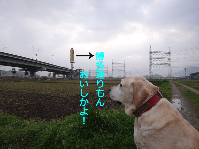 株式会社日食　愛犬ナナ　ゴールデン　ラブラドール　レトリバー　散歩