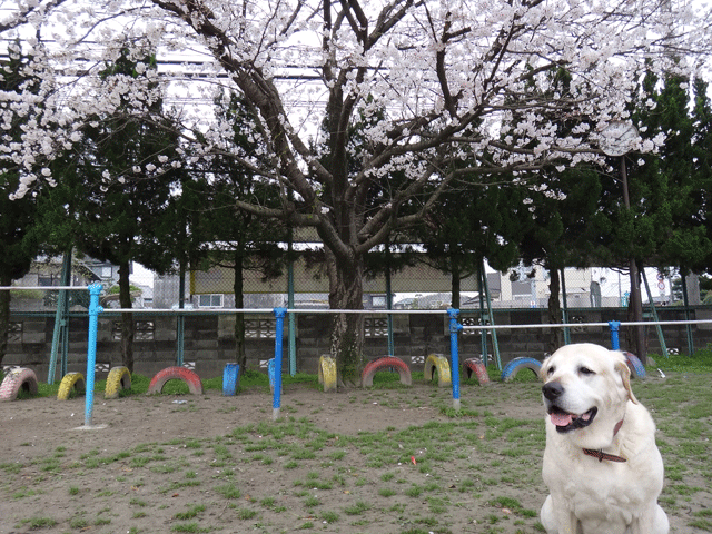 株式会社日食　愛犬ナナ　ゴールデン　ラブラドール　レトリバー　散歩