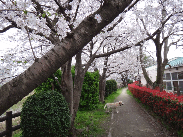 株式会社日食　愛犬ナナ　ゴールデン　ラブラドール　レトリバー　散歩　桜　ソメイヨシノ