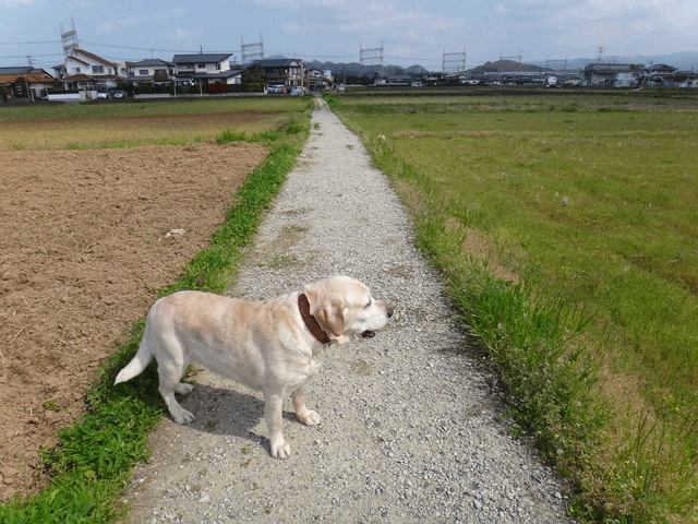 株式会社日食　愛犬ナナ　ゴールデン　ラブラドール　レトリバー　散歩