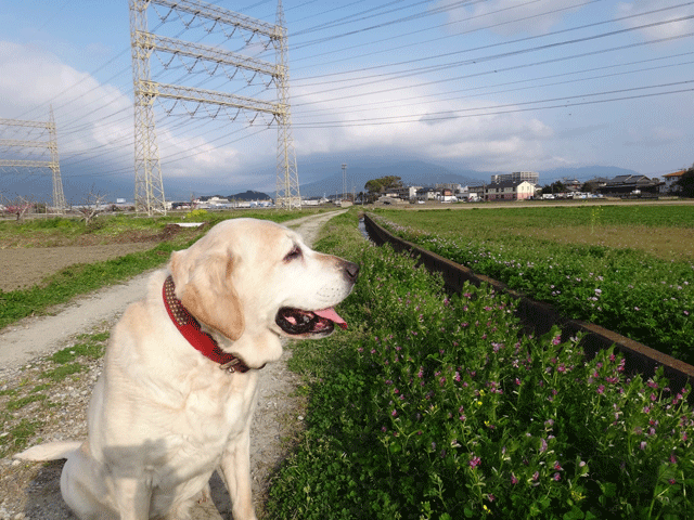 株式会社日食　愛犬ナナ　ゴールデン　ラブラドール　レトリバー　散歩