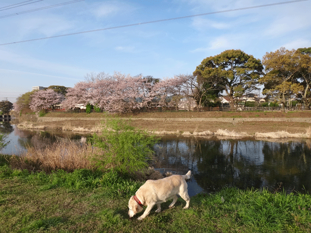 株式会社日食　愛犬ナナ　ゴールデン　ラブラドール　レトリバー　散歩