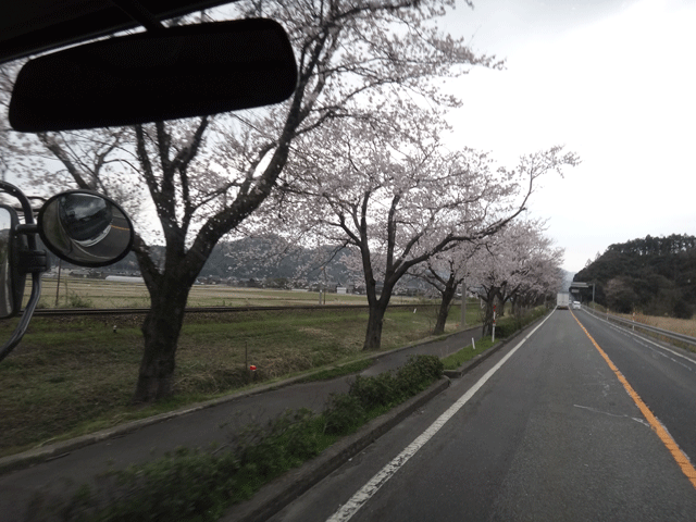 株式会社日食　ＪＲ大岩駅　山陰本線　鳥取県岩美郡岩美町　桜並木　国道９号線