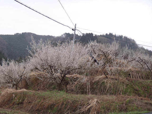 株式会社日食　熊波の棚田　兵庫県但馬　美方郡香美町村岡区熊波　棚田米コシヒカリ　梅の花