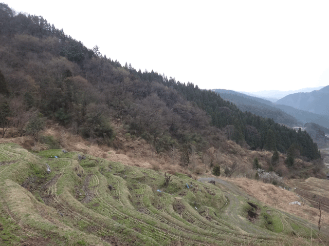 株式会社日食　熊波の棚田　兵庫県但馬　美方郡香美町村岡区熊波　棚田米コシヒカリ