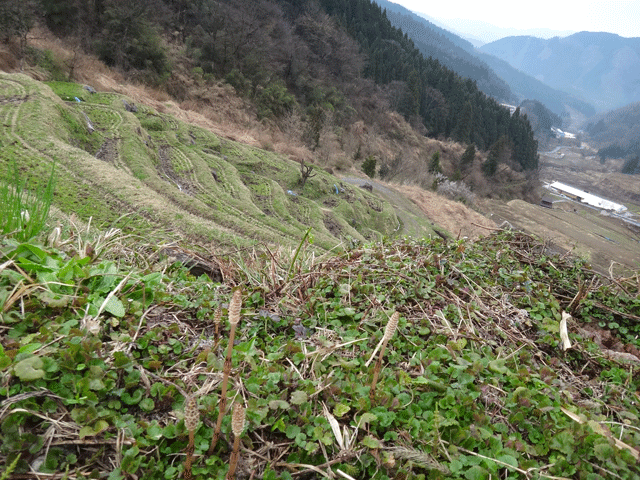 株式会社日食　熊波の棚田　兵庫県但馬　美方郡香美町村岡区熊波　棚田米コシヒカリ　つくし