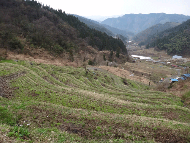 株式会社日食　熊波の棚田　兵庫県但馬　美方郡香美町村岡区熊波　棚田米コシヒカリ