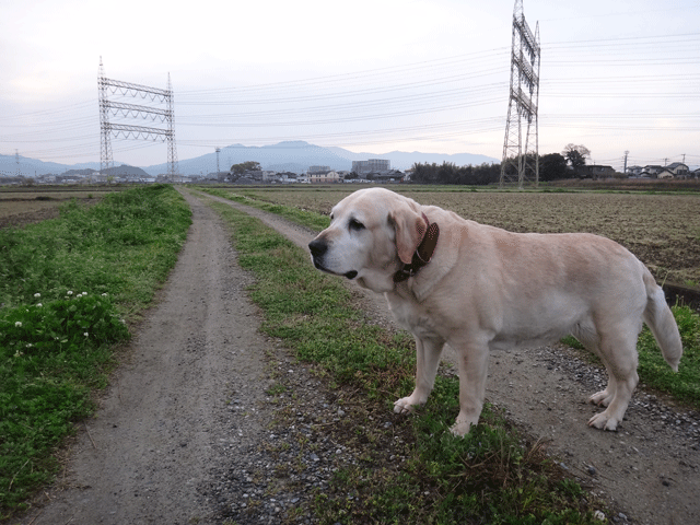 株式会社日食　愛犬ナナ　ゴールデン　ラブラドール　レトリバー　散歩