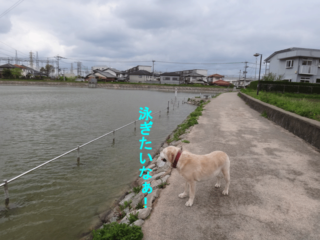 株式会社日食　愛犬ナナ　ゴールデン　ラブラドール　レトリバー　散歩