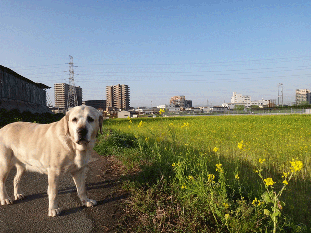 株式会社日食　愛犬ナナ　ゴールデン　ラブラドール　レトリバー　散歩