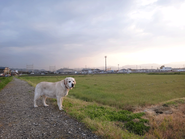 株式会社日食　愛犬ナナ　ゴールデン　ラブラドール　レトリバー　散歩