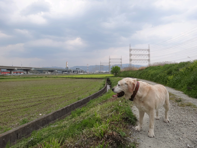 株式会社日食　愛犬ナナ　ゴールデン　ラブラドール　レトリバー　散歩