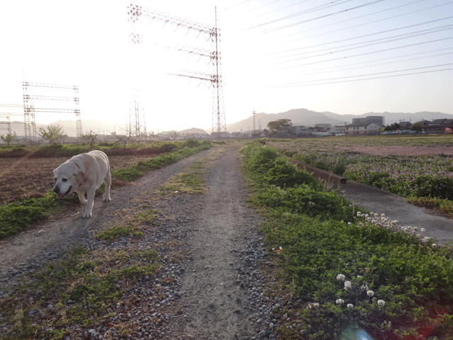 株式会社日食　愛犬ナナ　ゴールデン　ラブラドール　レトリバー　散歩