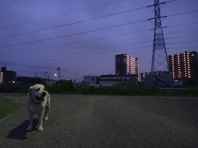 株式会社日食　愛犬ナナ　ゴールデン　ラブラドール　レトリバー　散歩