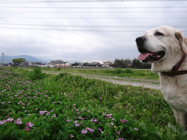株式会社日食　愛犬ナナ　ゴールデン　ラブラドール　レトリバー　散歩