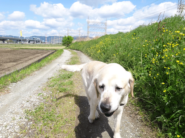 株式会社日食　愛犬ナナ　ゴールデン　ラブラドール　レトリバー　散歩