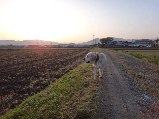 株式会社日食　愛犬ナナ　ゴールデン　ラブラドール　レトリバー　散歩