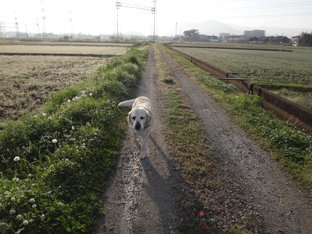 株式会社日食　愛犬ナナ　ゴールデン　ラブラドール　レトリバー　散歩