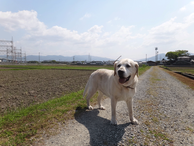 株式会社日食　愛犬ナナ　ゴールデン　ラブラドール　レトリバー　散歩