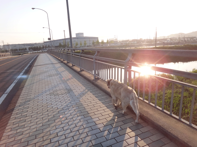 株式会社日食　愛犬ナナ　ゴールデン　ラブラドール　レトリバー　散歩