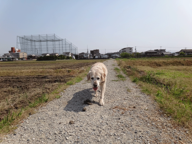 株式会社日食　愛犬ナナ　ゴールデン　ラブラドール　レトリバー　散歩