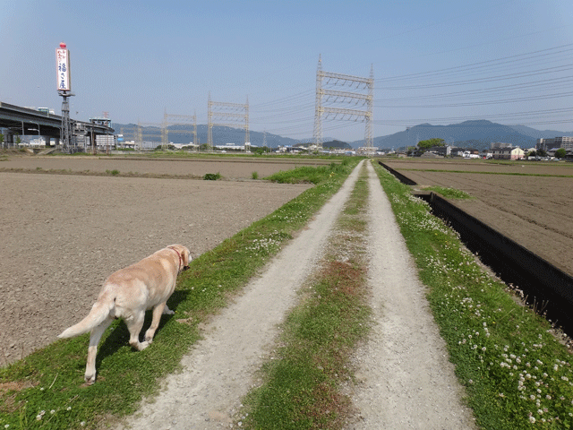 株式会社日食　愛犬ナナ　ゴールデン　ラブラドール　レトリバー　散歩