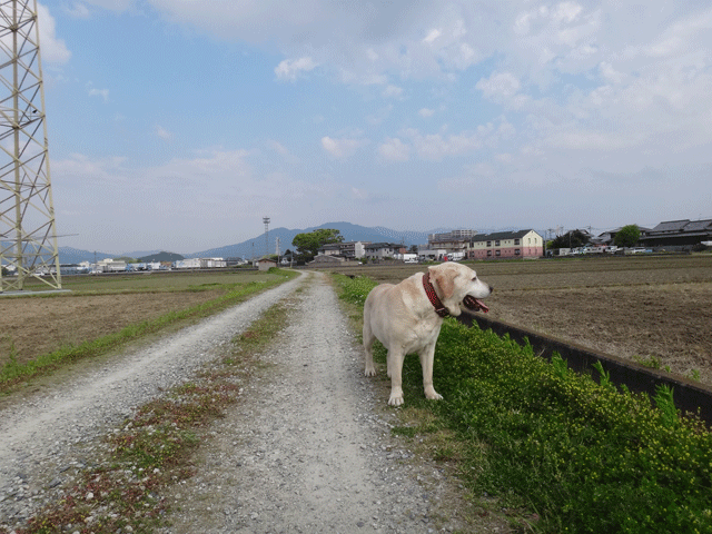 株式会社日食　愛犬ナナ　ゴールデン　ラブラドール　レトリバー　散歩