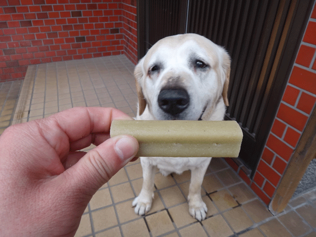 株式会社日食　愛犬ナナ　ゴールデン　ラブラドール　レトリバー