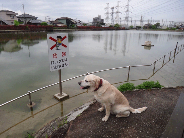 株式会社日食　愛犬ナナ　ゴールデン　ラブラドール　レトリバー　散歩