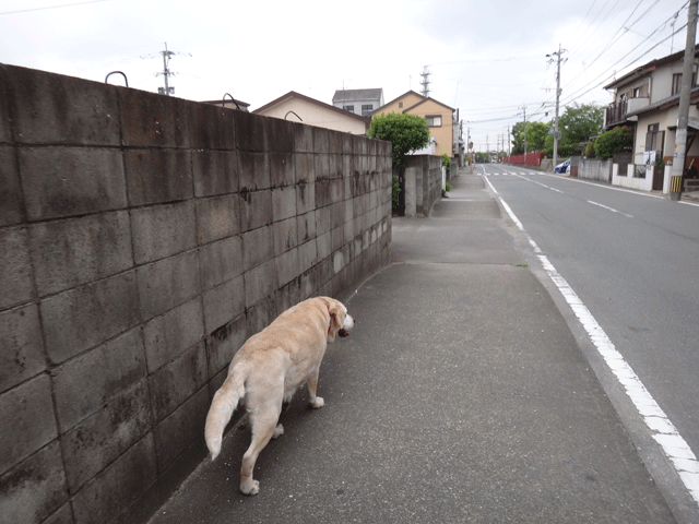 株式会社日食　愛犬ナナ　ゴールデン　ラブラドール　レトリバー　散歩