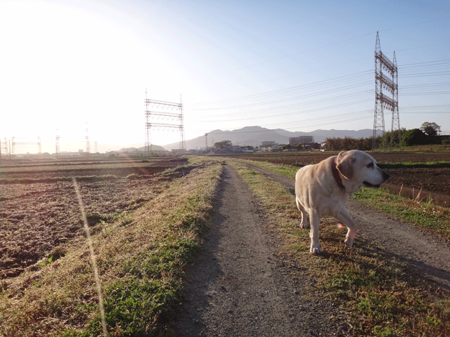 株式会社日食　愛犬ナナ　ゴールデン　ラブラドール　レトリバー　散歩