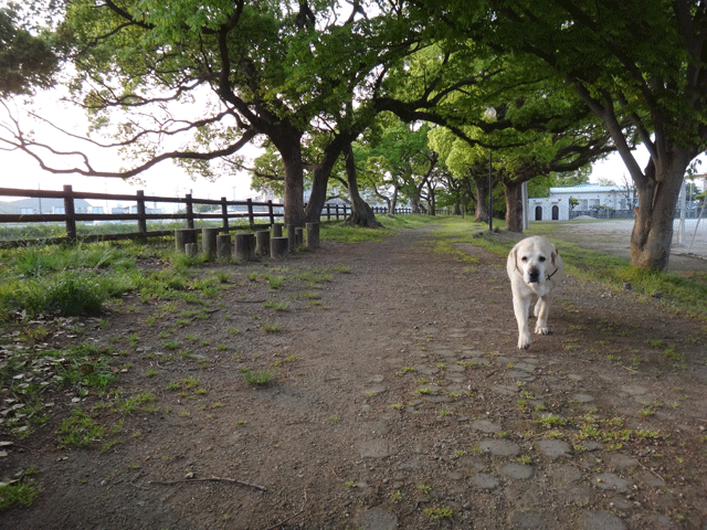 株式会社日食　愛犬ナナ　ゴールデン　ラブラドール　レトリバー　散歩