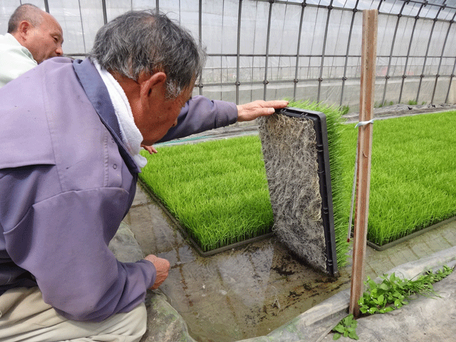 株式会社日食　プール育苗　農薬不使用のお米　コシヒカリ　アイガモ農法　島根県飯石郡飯南町小田　三上忠さん　三上住子さん