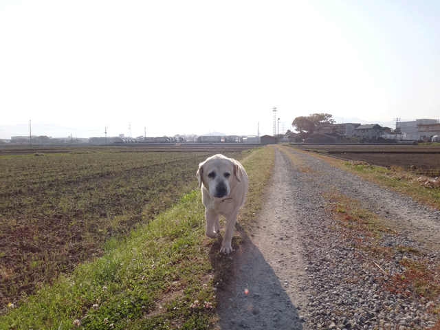 株式会社日食　愛犬ナナ　ゴールデン　ラブラドール　レトリバー　散歩