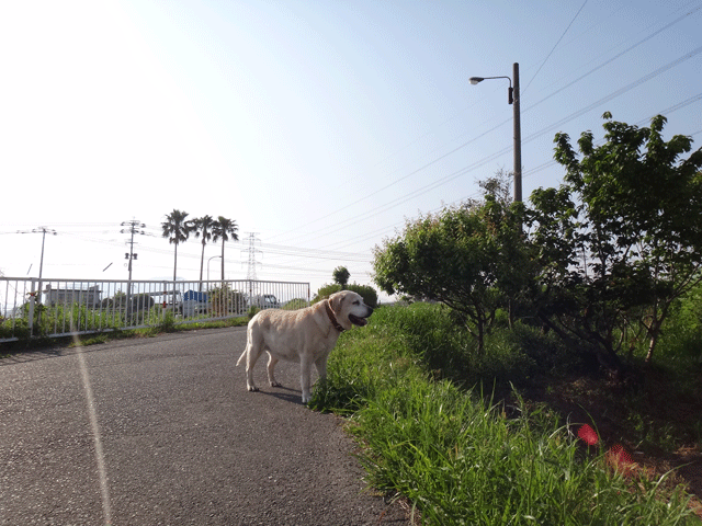 株式会社日食　愛犬ナナ　ゴールデン　ラブラドール　レトリバー　散歩