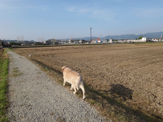 株式会社日食　愛犬ナナ　ゴールデン　ラブラドール　レトリバー　散歩