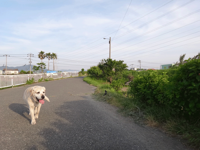 株式会社日食　愛犬ナナ　ゴールデン　ラブラドール　レトリバー　散歩