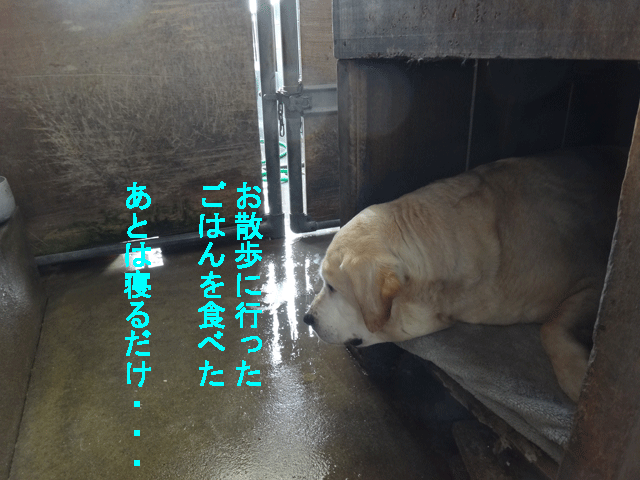 株式会社日食　愛犬ナナ　ゴールデン　ラブラドール　レトリバー　