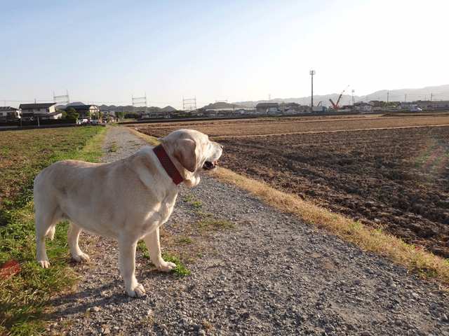 株式会社日食　愛犬ナナ　ゴールデン　ラブラドール　レトリバー　散歩