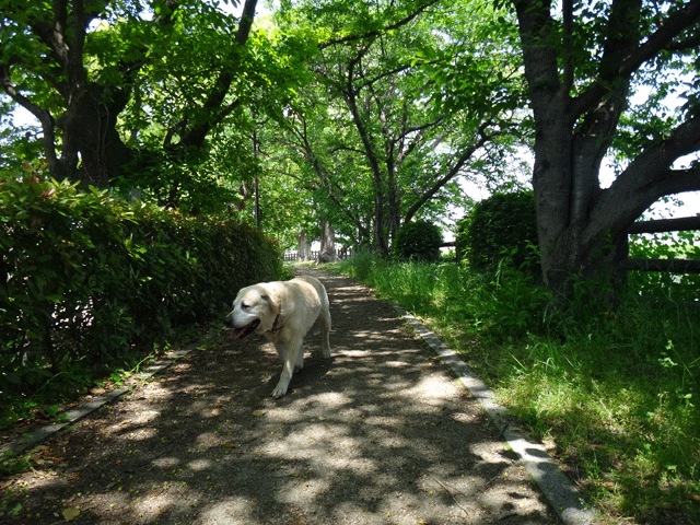 株式会社日食　愛犬ナナ　ゴールデン　ラブラドール　レトリバー　散歩