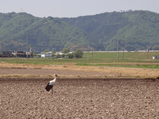 株式会社日食　コウノトリ　兵庫県但馬　豊岡市出石町伊豆地区　人工巣塔