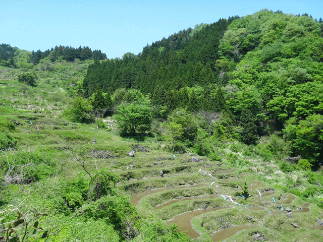 株式会社日食　【熊波の棚田】　兵庫県但馬　美方郡香美町村岡区熊波　棚田米コシヒカリ